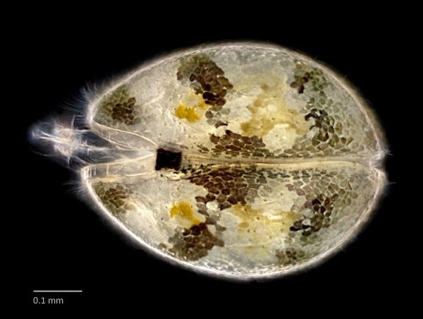 Photo of Cypridopsis vidua by Ian Gardiner